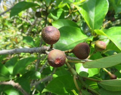 Ficus erecta, photographed by Marco Mussita