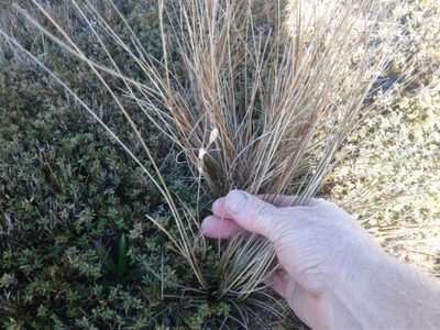 Chionochloa juncea, photographed by Brett Sandford