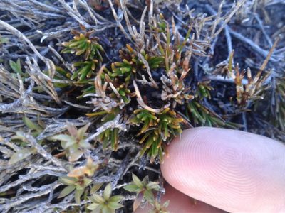 Dracophyllum densum, photographed by Brett Sandford