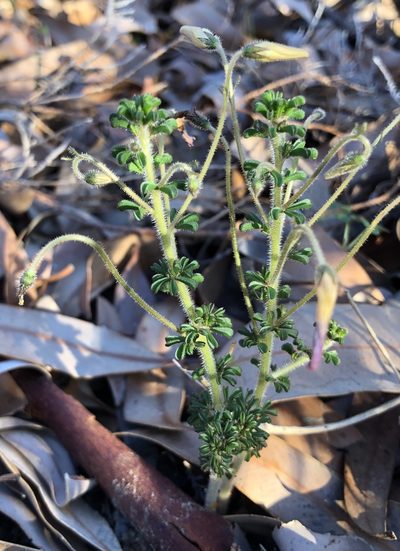 Oxalis viscosa, photographed by Cecile Roux
