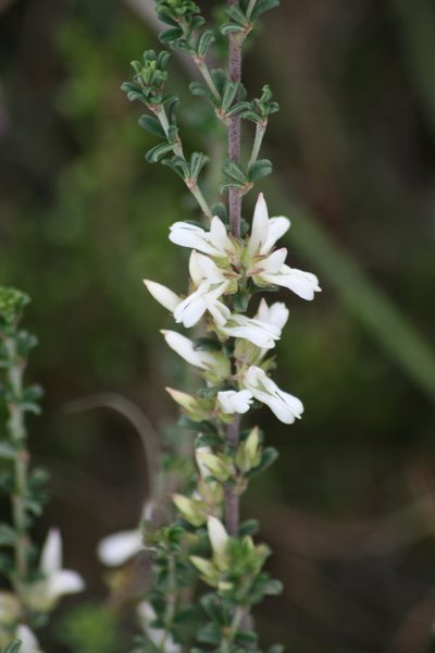Indigofera hamulosa, photographed by Sean Privett