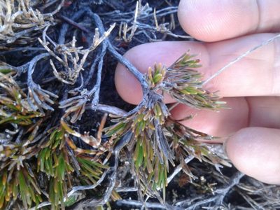 Dracophyllum densum, photographed by Brett Sandford