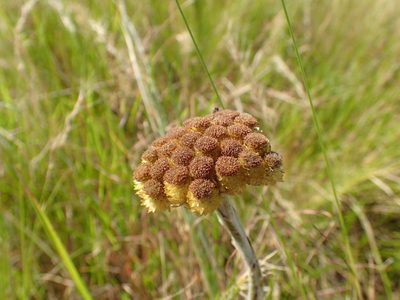 Helichrysum auriceps, photographed by Mahomed Desai