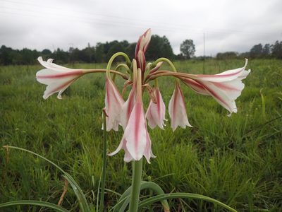 Crinum bulbispermum, photographed by Mahomed Desai