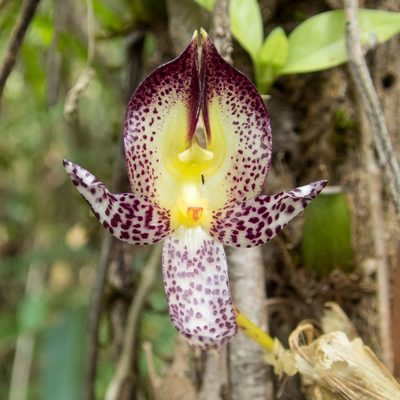 Bulbophyllum macranthum, photographed by Gerard Chartier