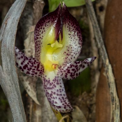 Bulbophyllum macranthum, photographed by Gerard Chartier