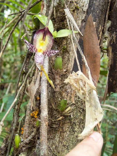 Bulbophyllum macranthum, photographed by Gerard Chartier