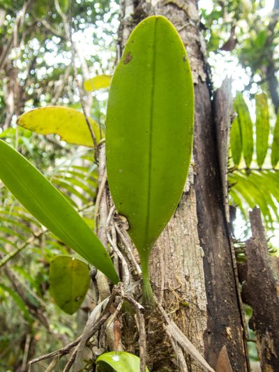 Bulbophyllum macranthum, photographed by Gerard Chartier