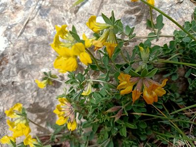 Lotus longisiliquosus, photographed by Aissa Djamel Filali