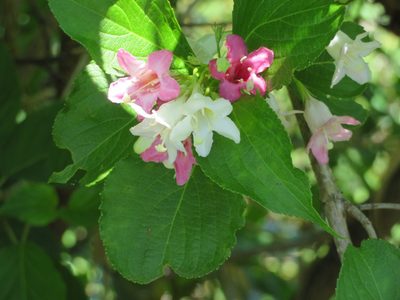 Weigela coraeensis, photographed by Marco Mussita