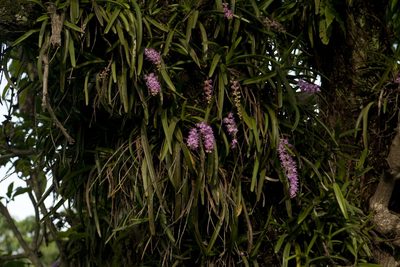Aerides multiflora, photographed by Siddarth Machado