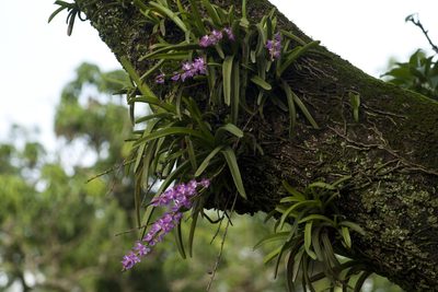 Aerides multiflora, photographed by Siddarth Machado