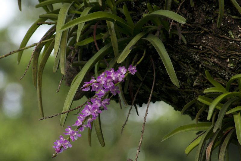 Aerides multiflora, photographed by Siddarth Machado