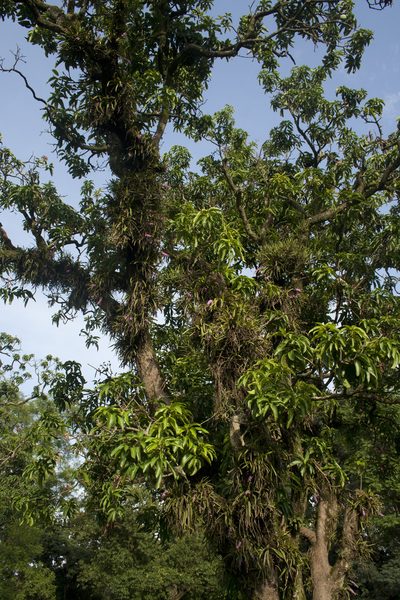 Aerides multiflora, photographed by Siddarth Machado