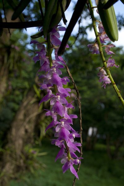 Aerides multiflora, photographed by Siddarth Machado