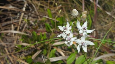 Asclepias feayi, photographed by Michelle Sevcovas