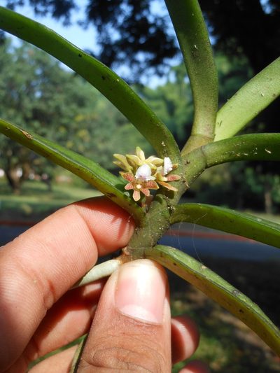 Acampe carinata, photographed by Siddarth Machado