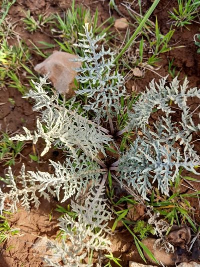 Leuzea acaulis, photographed by Aissa Djamel Filali