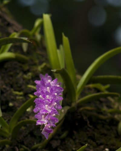Aerides multiflora, photographed by Siddarth Machado