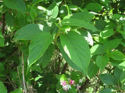 Weigela coraeensis, photographed by Marco Mussita