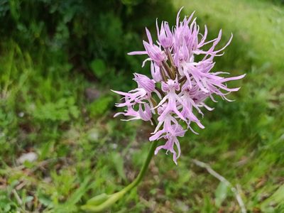 Orchis italica, photographed by Aissa Djamel Filali
