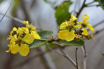 Stigmaphyllon dichotomum, photographed by Neptalí Ramírez Marcial