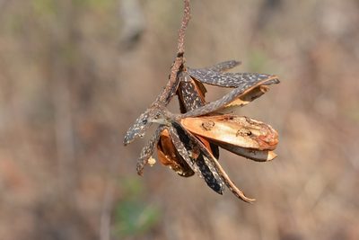 Cedrela oaxacensis, photographed by Neptalí Ramírez Marcial