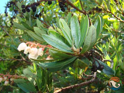 Comarostaphylis polifolia, photographed by Eugenio Padilla