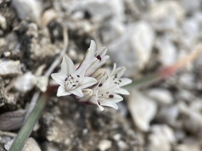 Allium parvum, photographed by Matt Berger