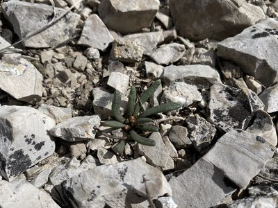 Lewisia maguirei, photographed by Matt Berger