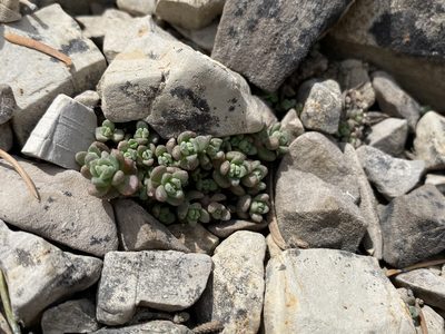 Sedum debile, photographed by Matt Berger