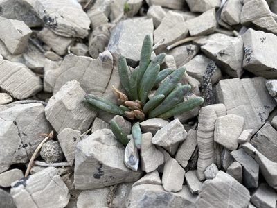 Lewisia maguirei, photographed by Matt Berger