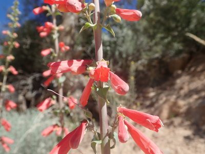 Penstemon eatonii, photographed by Mitch Van Dyke