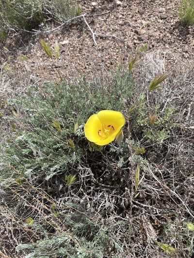 Calochortus aureus, photographed by tvketchum