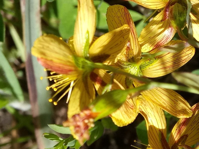 Hypericum australe, photographed by Karim Haddad