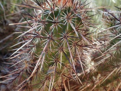 Echinocereus relictus, photographed by Mitch Van Dyke