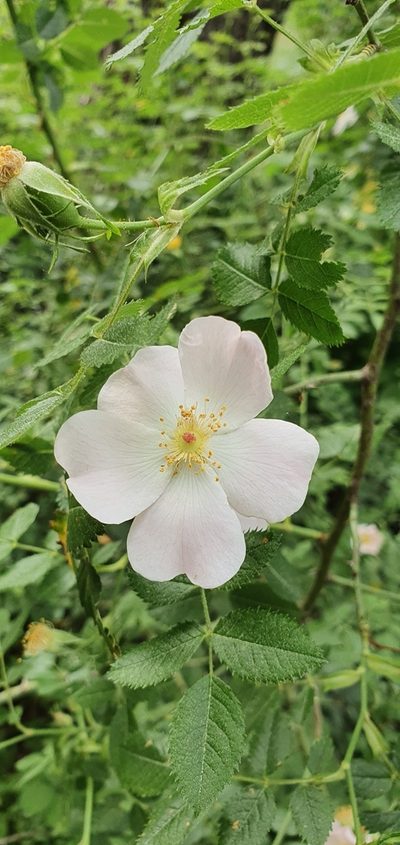 Rosa micrantha, photographed by Mehdi Chetibi