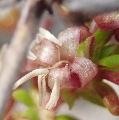 Anthospermum prostratum, photographed by Nicola van Berkel