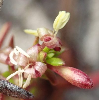 Anthospermum prostratum, photographed by Nicola van Berkel