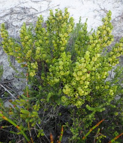 Roepera fuscata, photographed by Nicola van Berkel