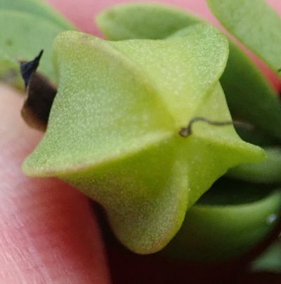Roepera fuscata, photographed by Nicola van Berkel