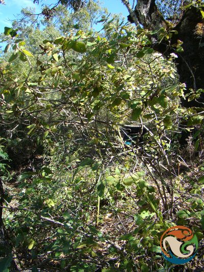 Ageratina tomentella, photographed by Eugenio Padilla