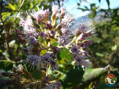 Ageratina tomentella, photographed by Eugenio Padilla
