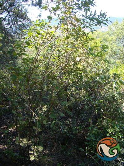 Ageratina tomentella, photographed by Eugenio Padilla
