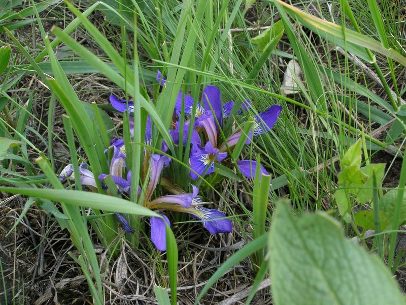 Iris pontica, photographed by Roman