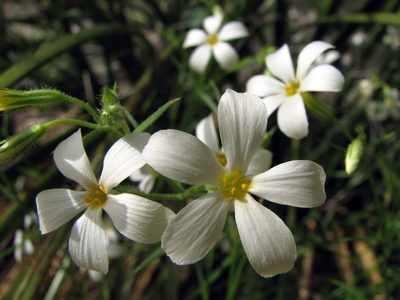 Phlox tenuifolia, photographed by Katja Schulz