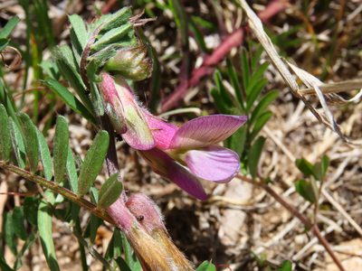 Vicia pannonica, photographed by Emanuele Santarelli