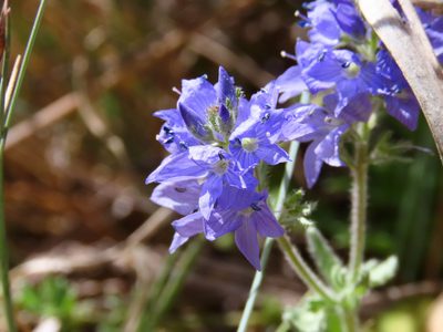 Veronica orsiniana, photographed by Emanuele Santarelli