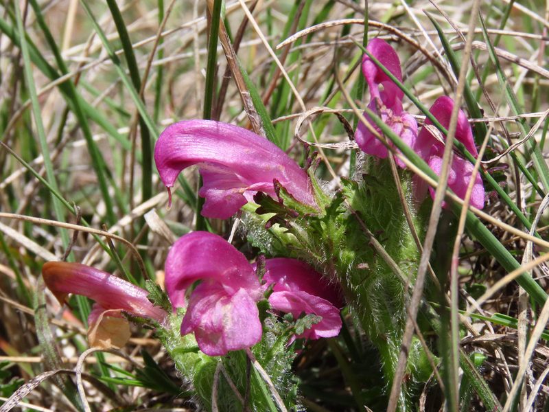 Pedicularis elegans, photographed by Emanuele Santarelli