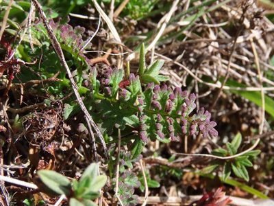Pedicularis elegans, photographed by Emanuele Santarelli